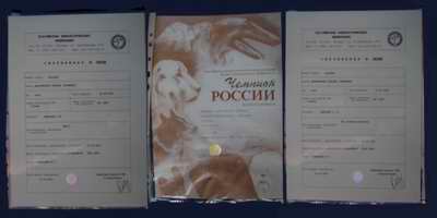 Дипломы